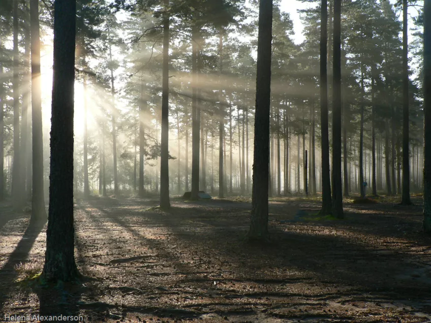 Tallskog